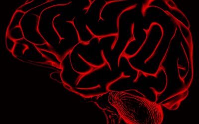 Neuroplasticity – Springtime for the Brain